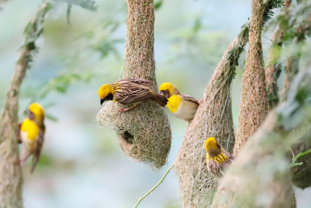 Close-up of colorful yellow weaver birds nesting on hanging woven structures outdoors.