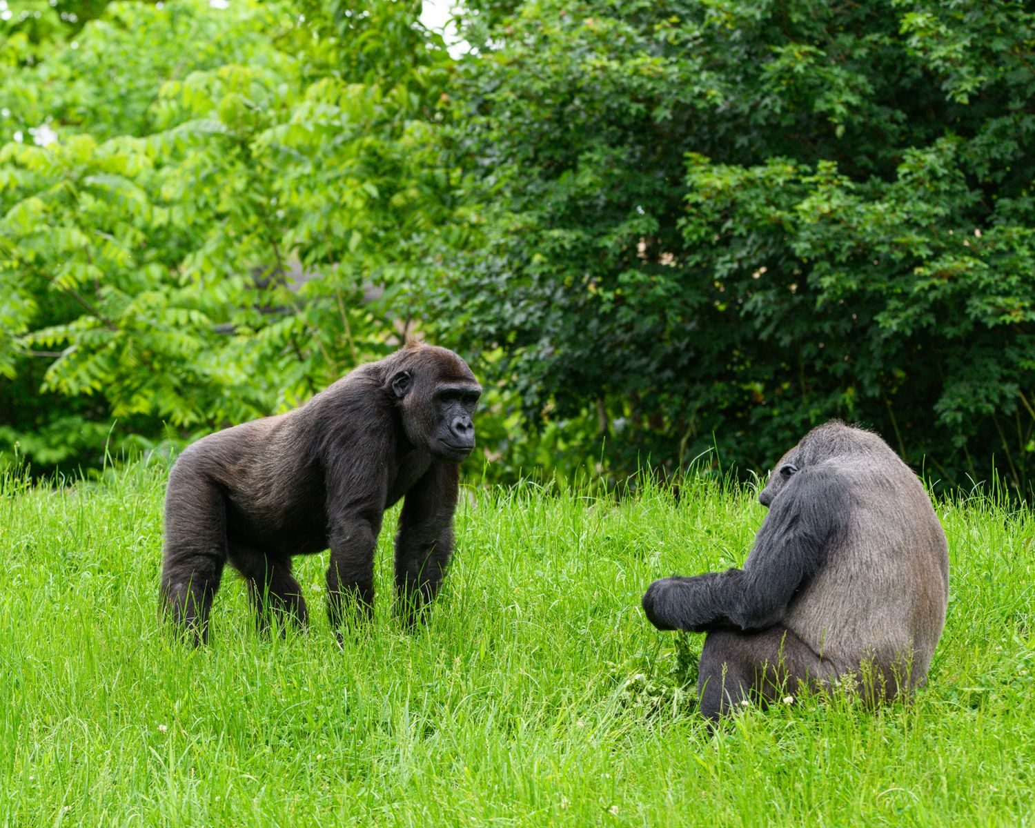 Two gorillas in a natural, green setting engaging with each other, showcasing wildlife behavior.