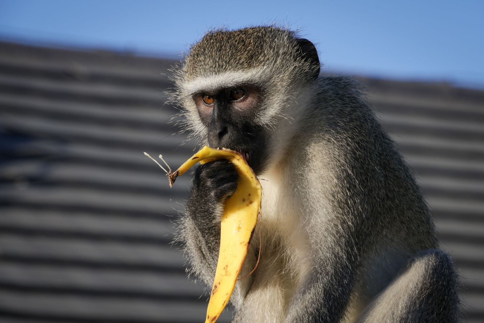 Vervet monkey enjoying a banana peel under the sun, showcasing natural behavior.