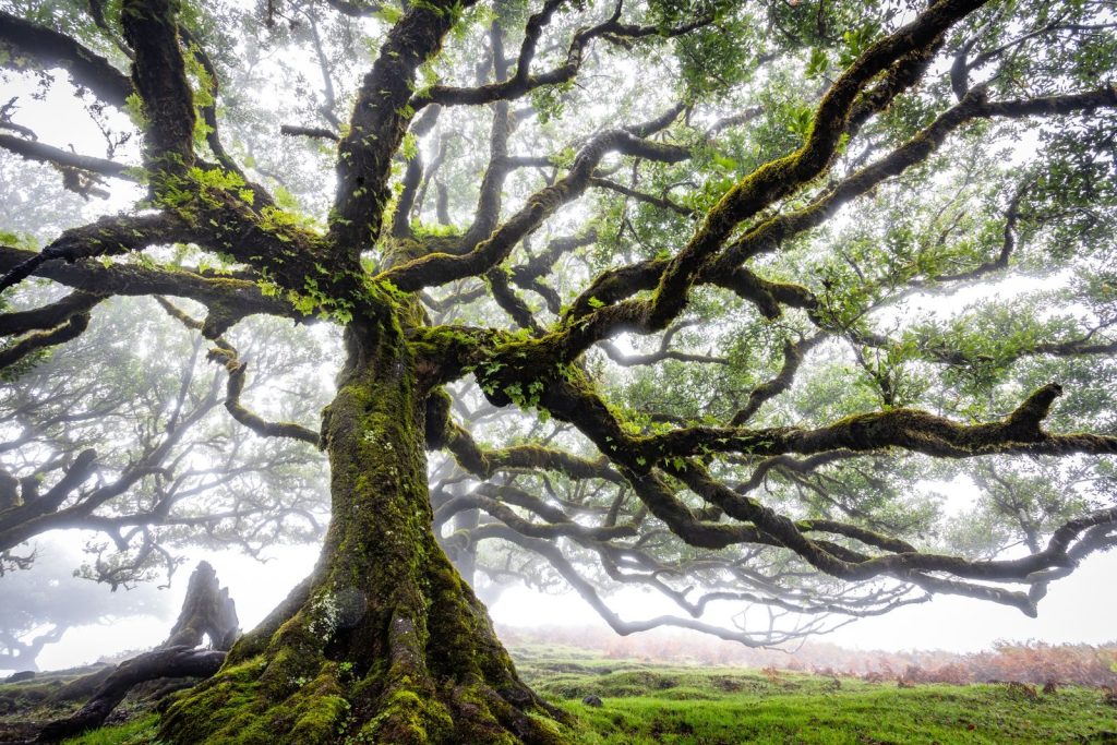 Explore the enchanting branches of an ancient tree in Madeira's mystical Fanal Forest.