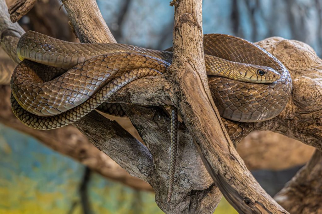 A detailed image of a snake coiled on a branch, showcasing its scaly texture and natural habitat.
