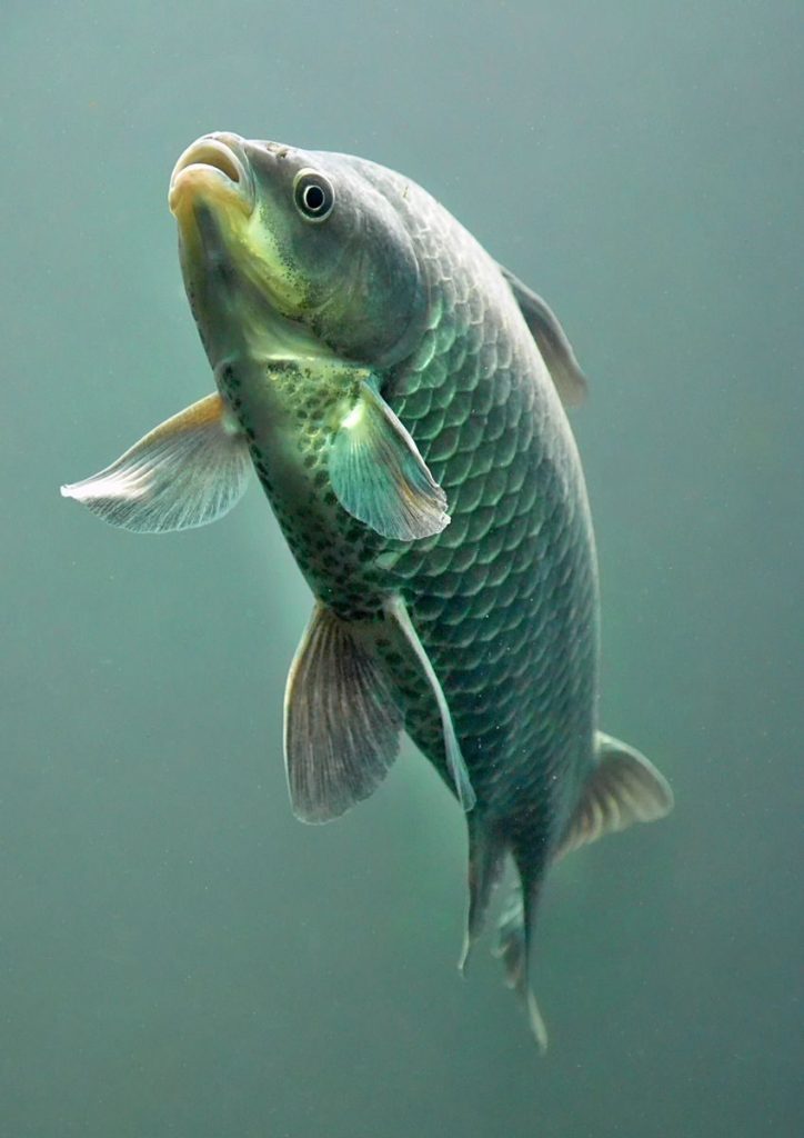 A detailed underwater shot of a common carp swimming gracefully, showcasing its unique scales and fins.