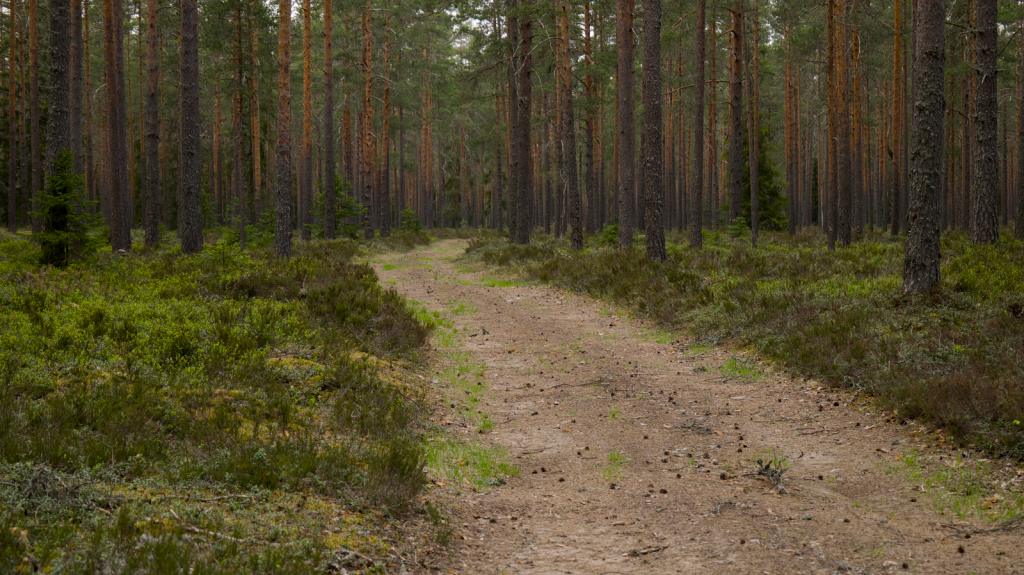 Peaceful dirt trail through a lush coniferous forest, perfect for hiking and nature exploration.