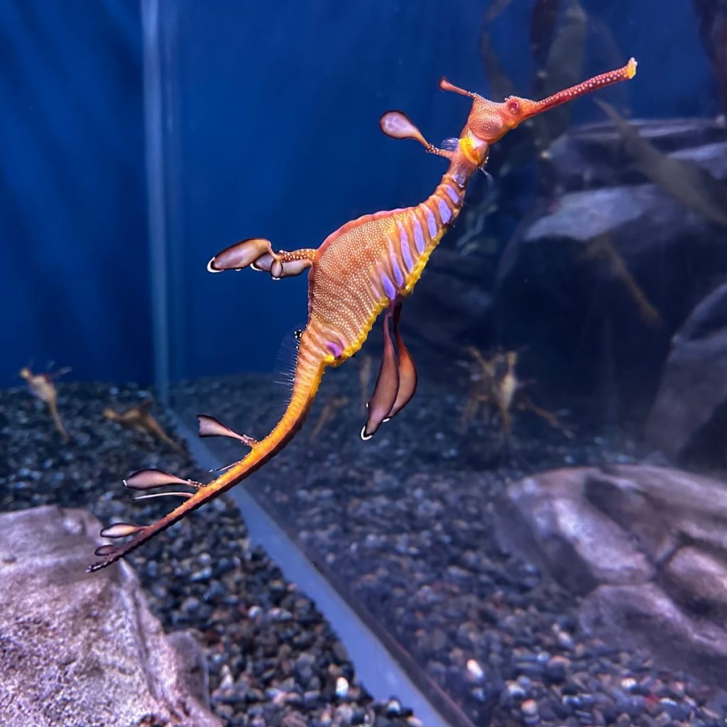 Vibrant weedy sea dragon swimming in a clear aquarium tank with rocky decor.