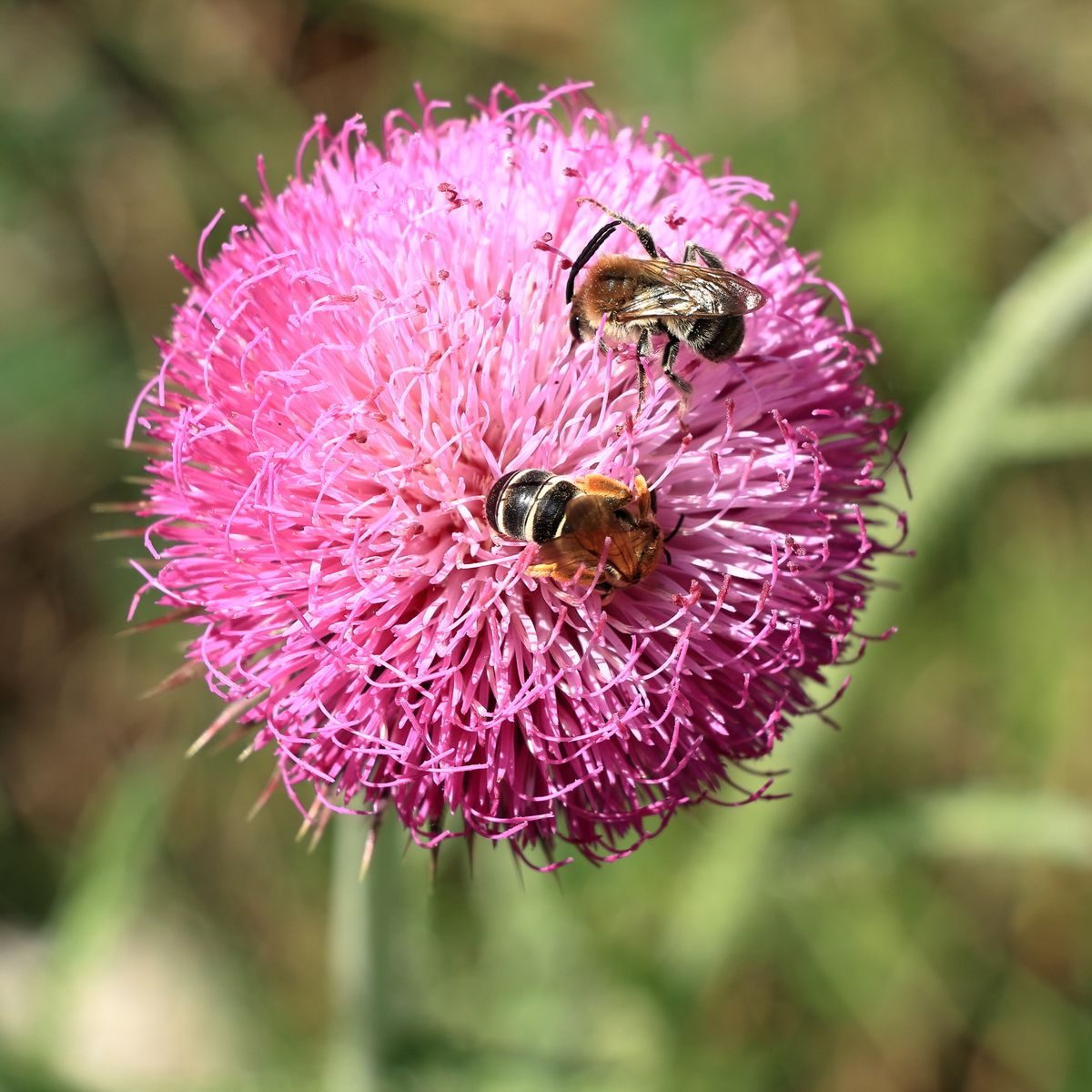 A detailed macro shot of two bees on a vibrant pink thistle bloom, showcasing nature's intricate beauty.