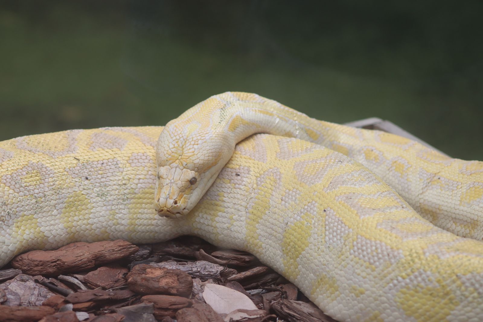 Close-up of an albino Burmese python relaxing on wood chips, showcasing its intricate patterns.