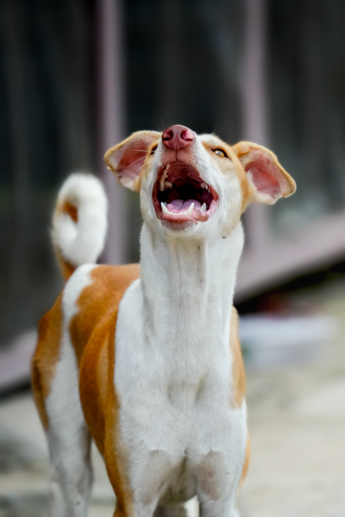 A happy dog barking joyfully in Kolkata, capturing natural canine expression.