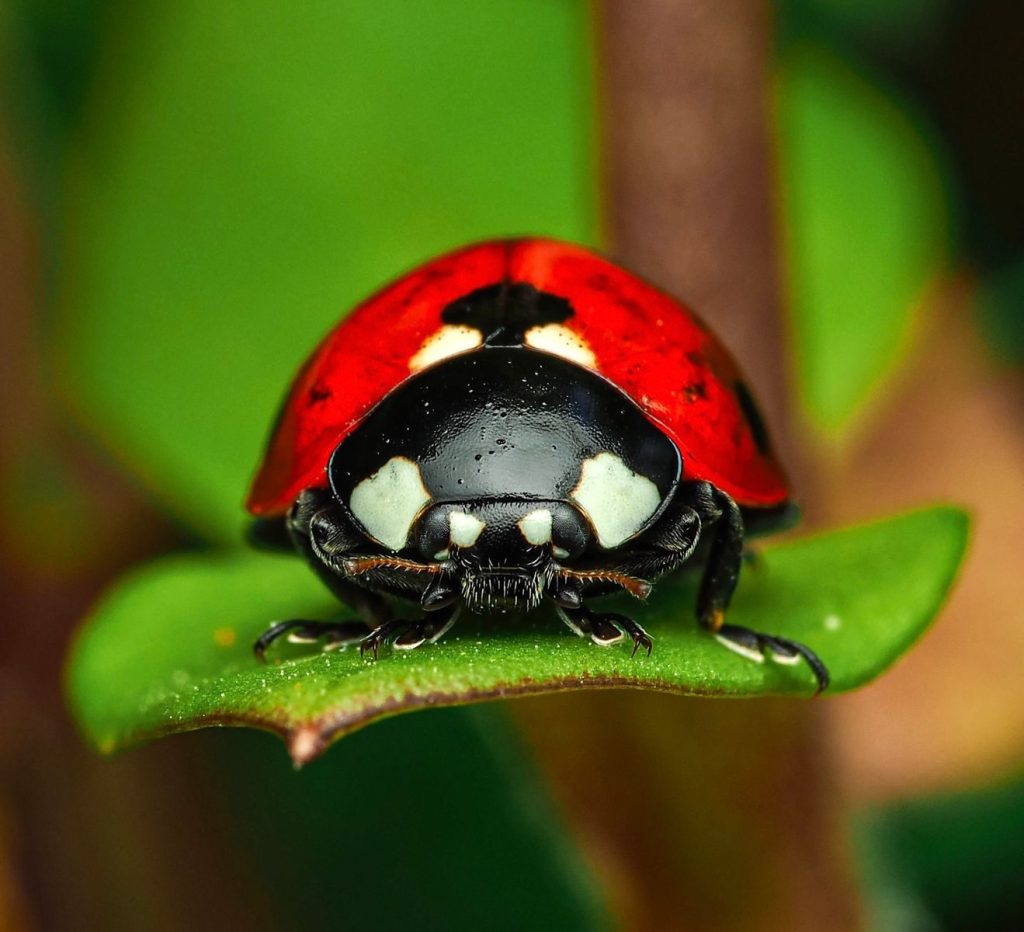 Detailed macro image of a vibrant ladybug resting on a green leaf.