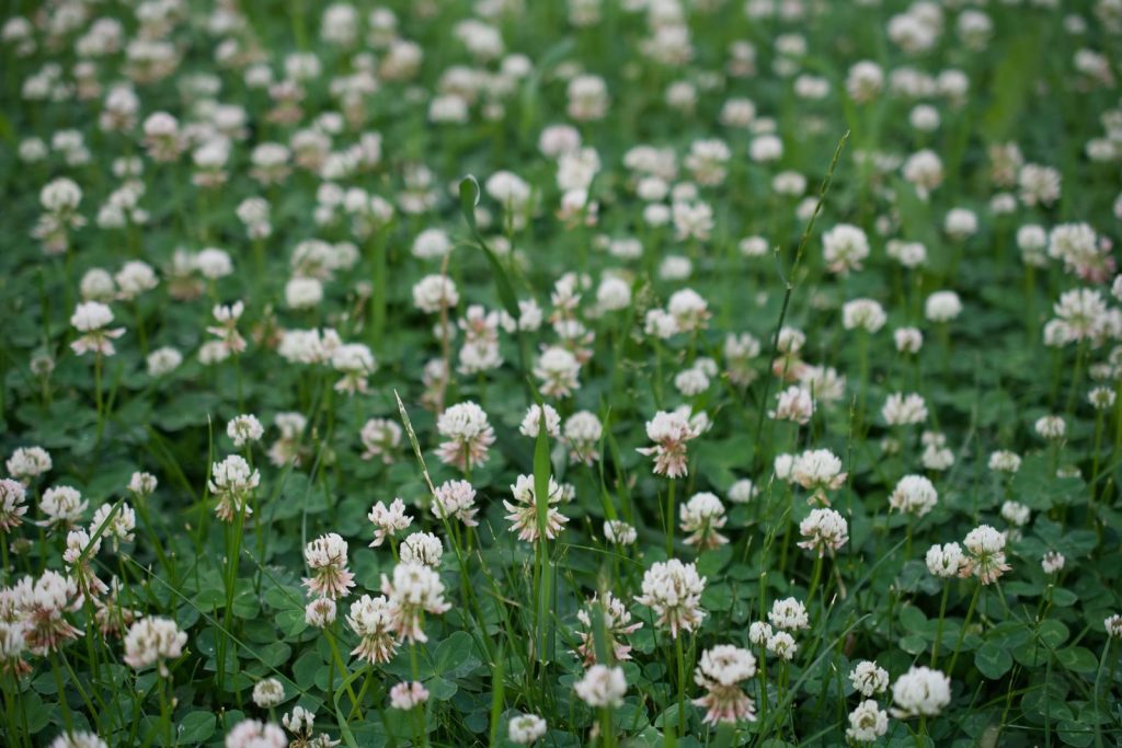 A serene field of white clover blossoms creating a tranquil summer landscape.