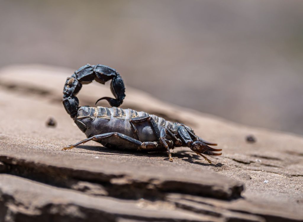 Detailed shot of a scorpion on a rock, showing its anatomy and texture in natural setting.