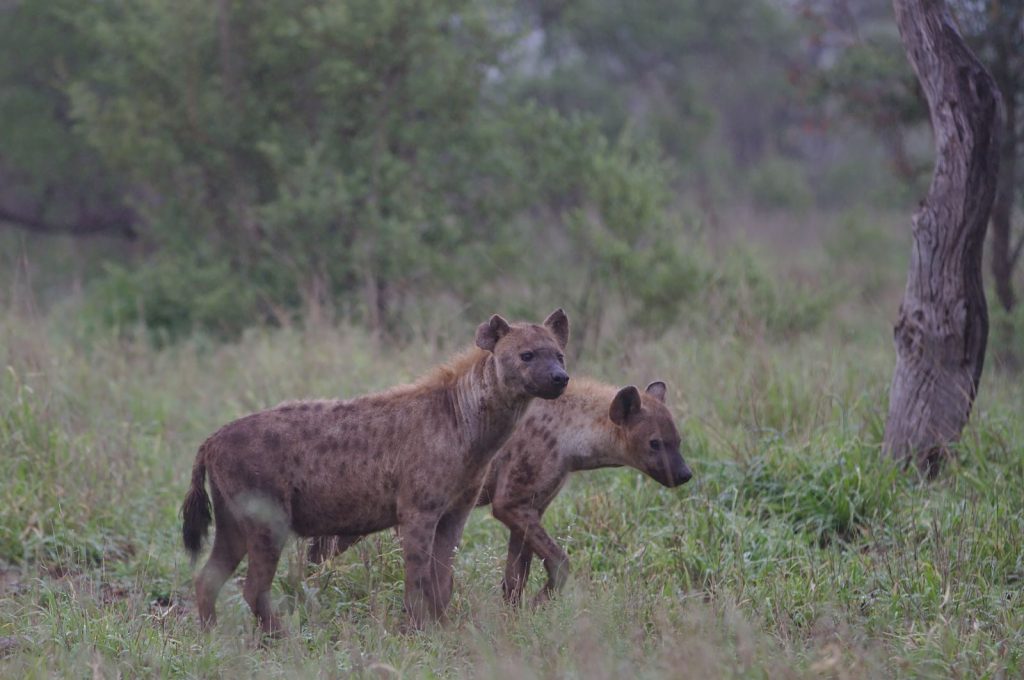 Two spotted hyenas (Crocuta crocuta) roam the grasslands of Kruger National Park, South Africa.