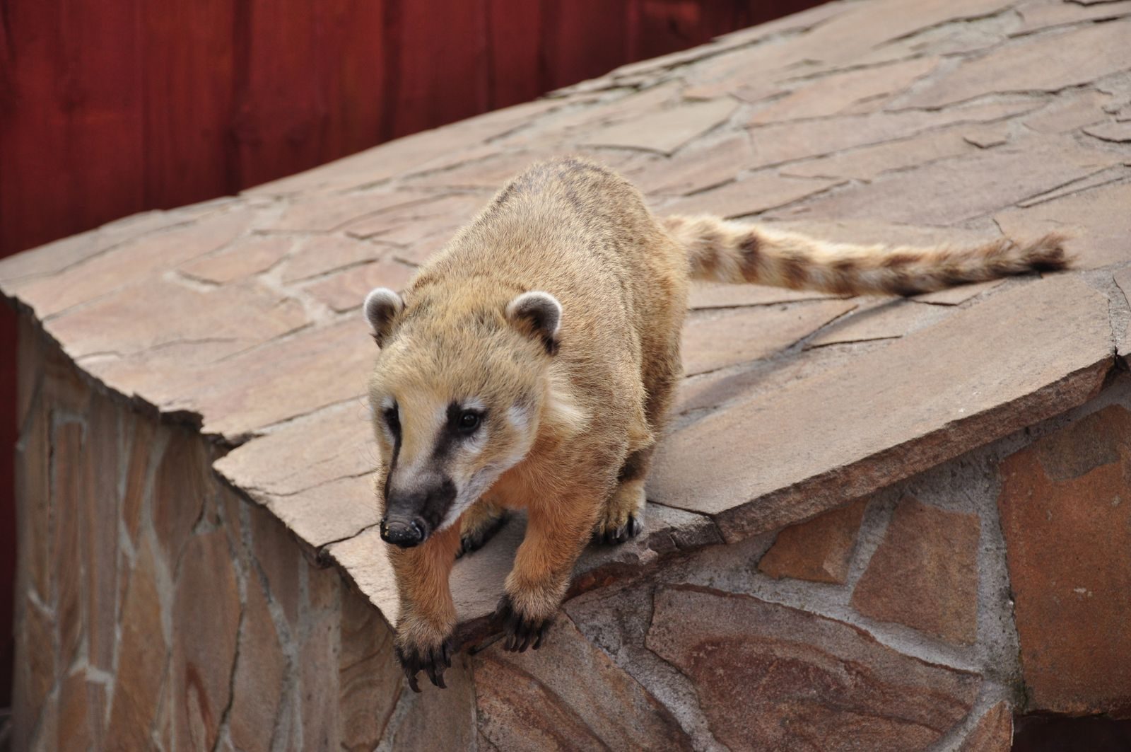 A coati navigating a stone surface outdoors, showcasing its long tail and distinct facial markings.