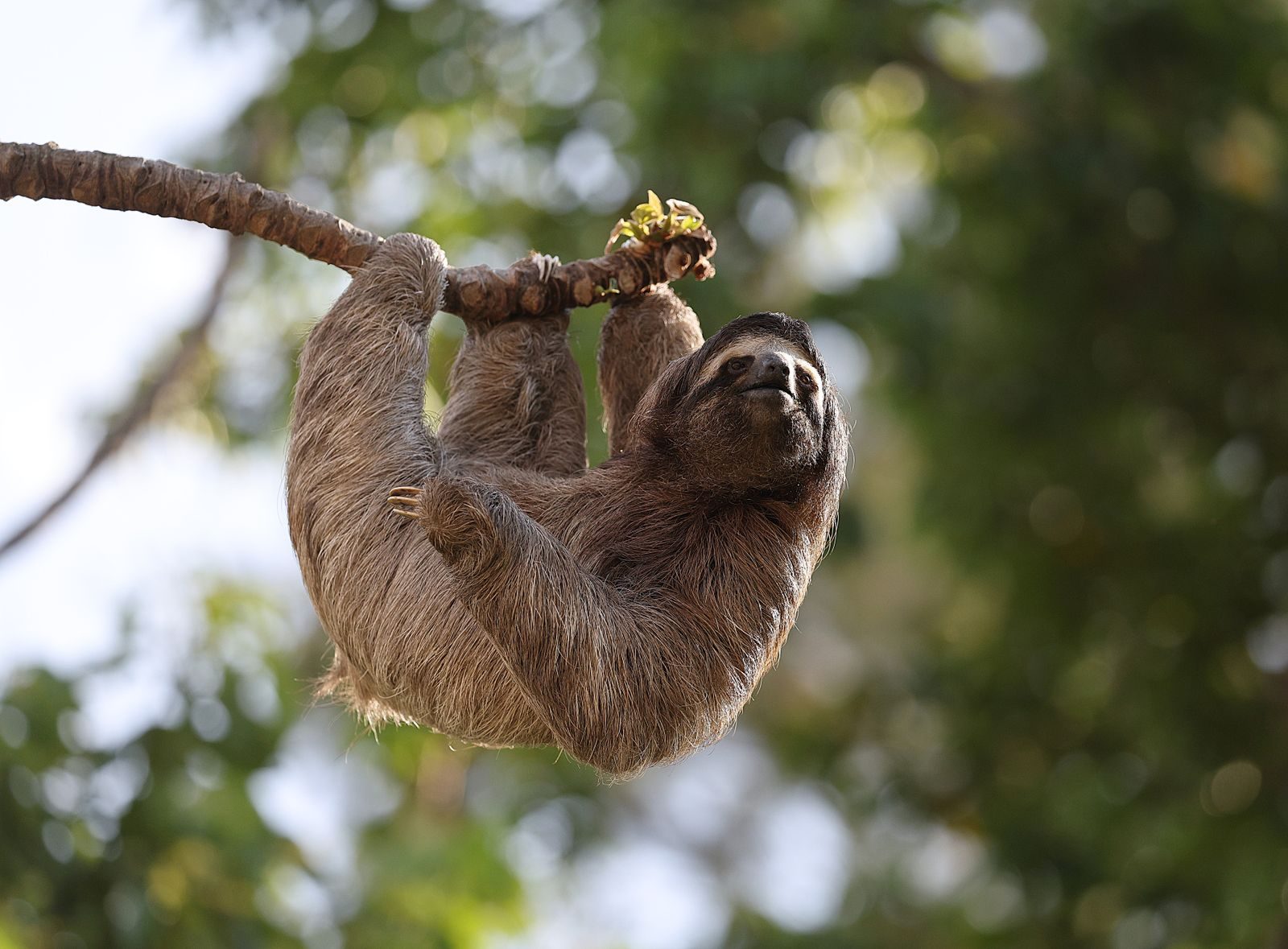A Brown-throated Sloth (Bradypus variegatus) leisurely hanging on a tree branch in the lush Costa Rican rainforest.