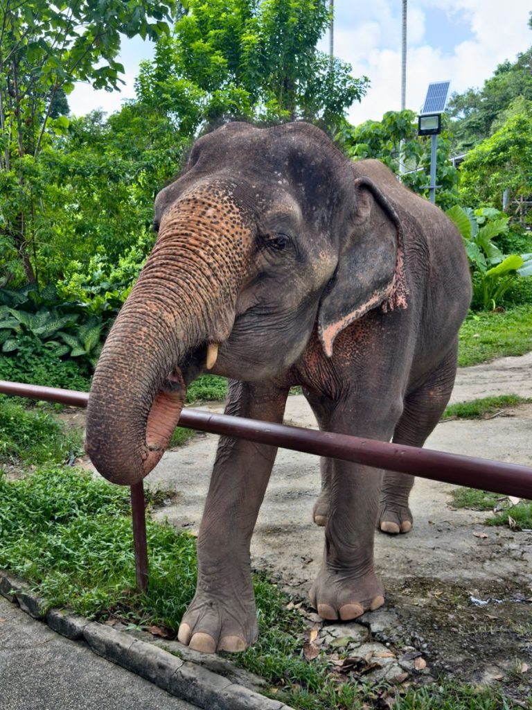 A serene Asian elephant enjoying a day at a lush green sanctuary.