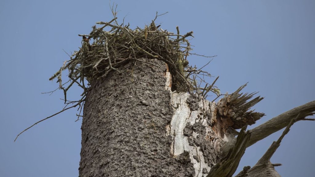 A large bird nest sits atop a weathered tree stump under a clear blue sky in Oregon.