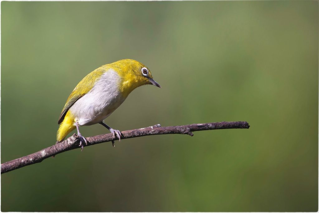 A close-up of an Oriental White-eye bird perched on a branch, showing vibrant plumage.