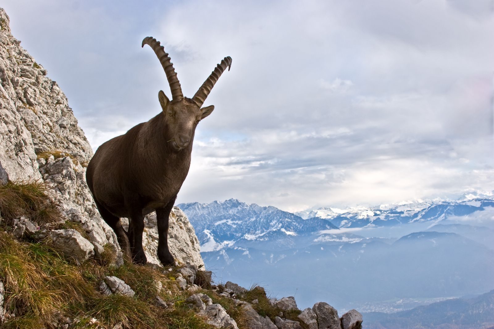 Majestic Alpine Ibex standing on a rocky slope with stunning mountain backdrop in the Bavarian Alps.