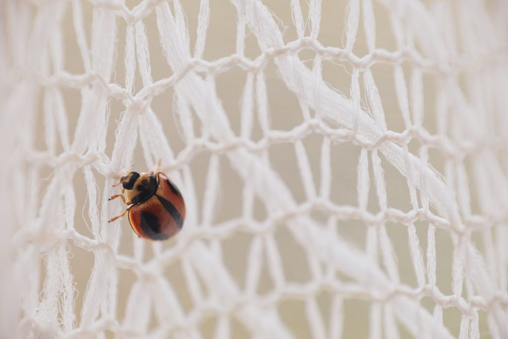 Macro photography of a ladybug perched on a white mesh fabric, highlighting nature's beauty.