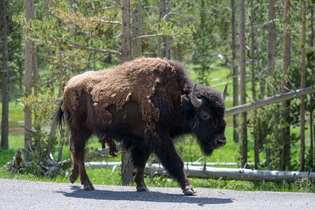 A majestic American bison walking through Yellowstone National Park, Wyoming, USA.