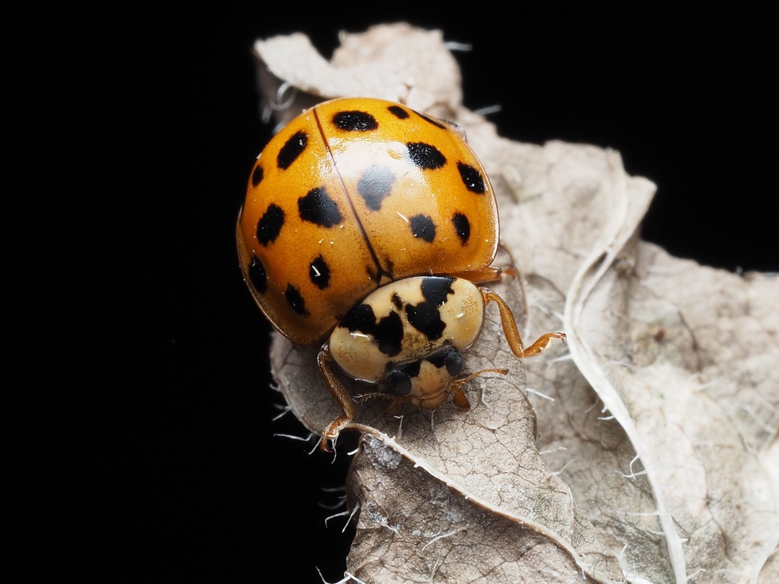 Vivid macro shot of a ladybug with black spots on a leaf against a dark background.
