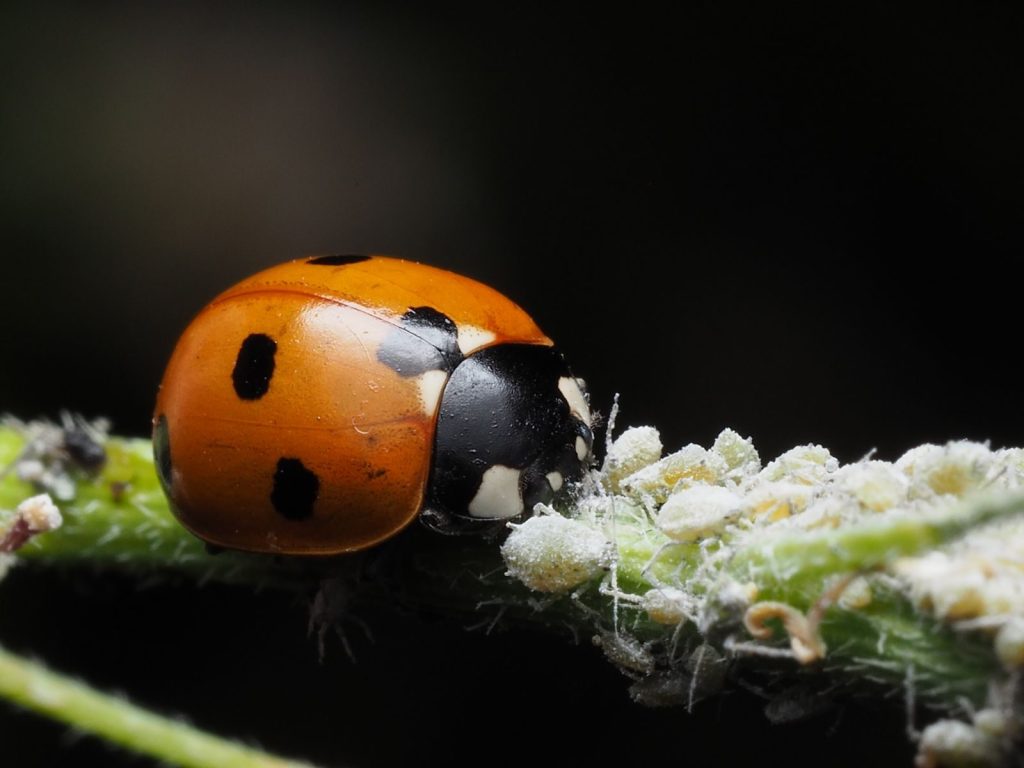 Macro shot of a ladybird interacting with aphids on a plant stem, showcasing insect behavior.