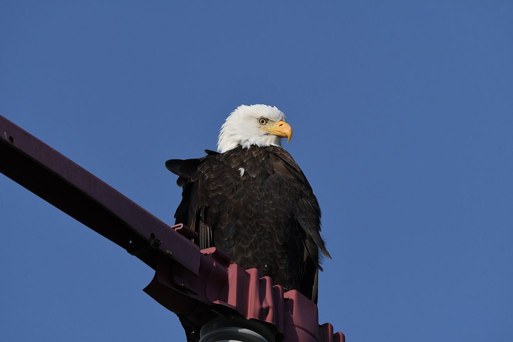 Close-up of a bald eagle perched on a metal structure against a clear blue sky.