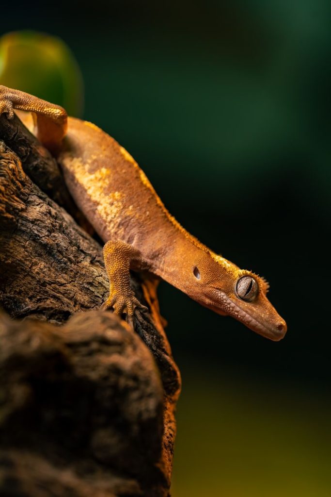 Close-up of a vibrant crested gecko resting on a tree bark, showcasing its textured skin and natural environment.