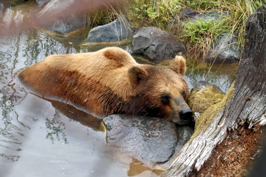 A brown bear resting in a serene stream surrounded by rocks and lush vegetation.