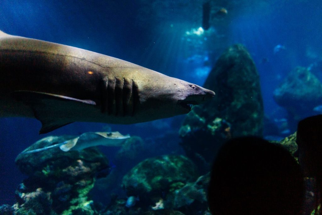 A captivating underwater shot of a shark swimming peacefully in an aquarium, surrounded by marine life.