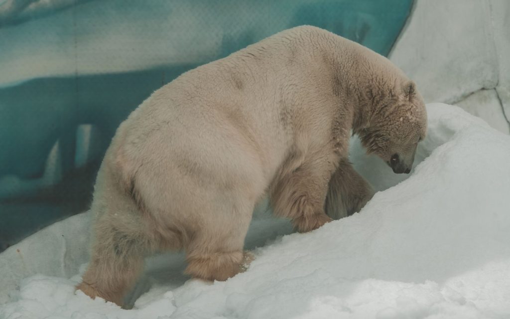 A polar bear walking on snow in a zoo enclosure, showcasing its natural habitat.