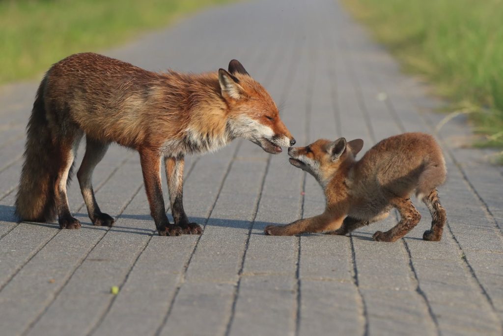 A mother and baby red fox playfully interacting on a paved pathway in an outdoor setting.