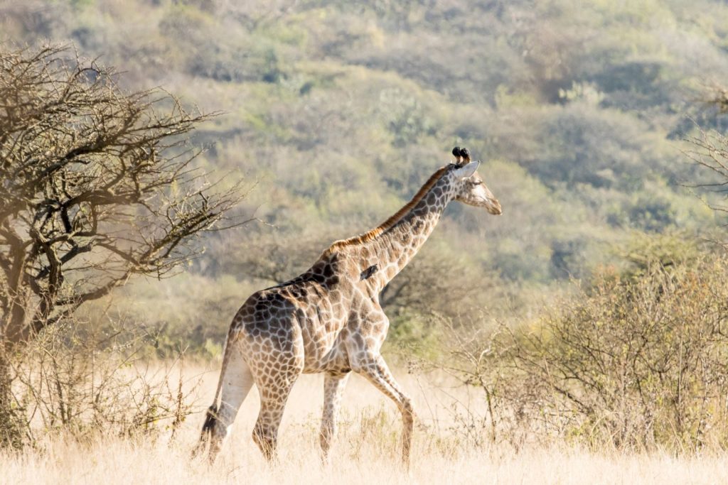 Giraffe strolling through the African savannah, accompanied by birds on its back, during daylight.