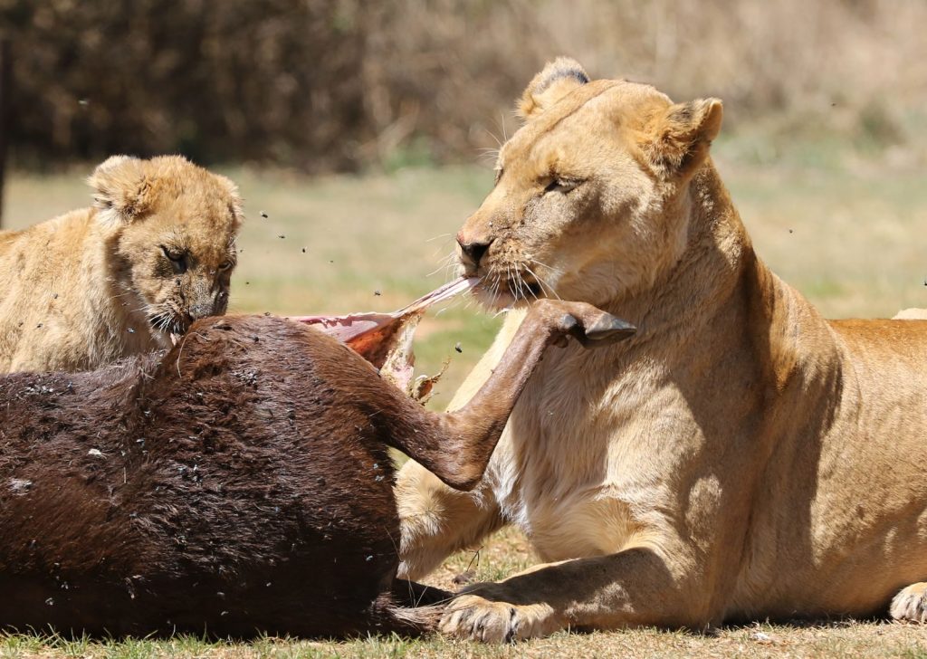 Lioness and cub feeding on prey in a natural setting, showcasing predator behavior.