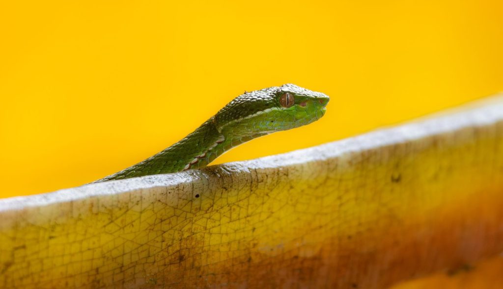Vibrant image of a green pit viper on a yellow background, showcasing its exotic beauty.