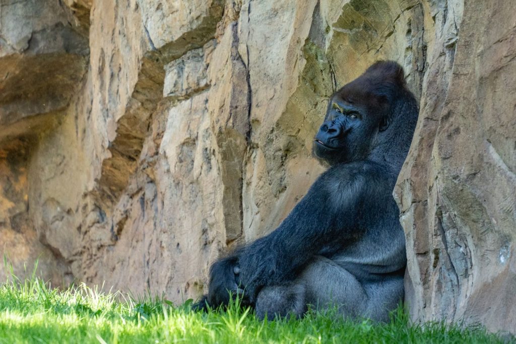 A serene western lowland gorilla sits by a rock wall in a zoo in Valencia, Spain.