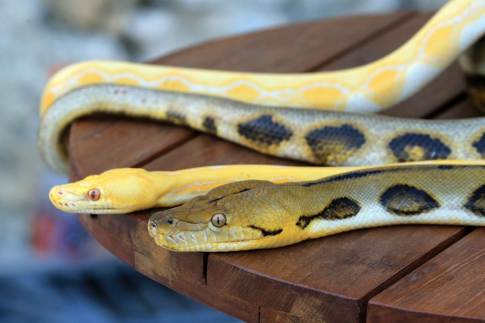 Two pythons resting on a wooden table, showcasing their unique patterns and colors.