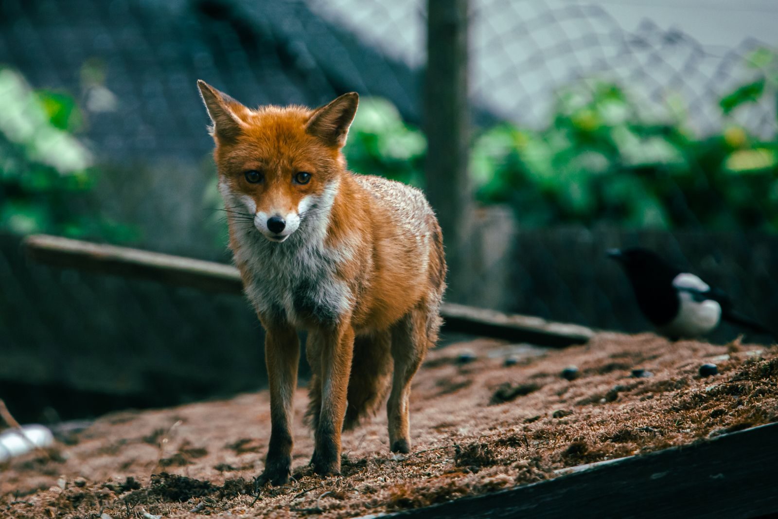 Wild red fox with piercing gaze stands alert in its natural habitat, showcasing vibrant fur and a curious demeanor.