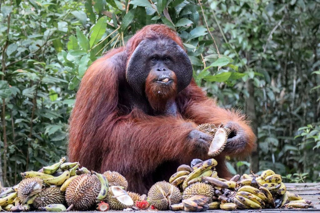 Adult orangutan feasting on durian in tropical forest habitat, showcasing wildlife and nature.