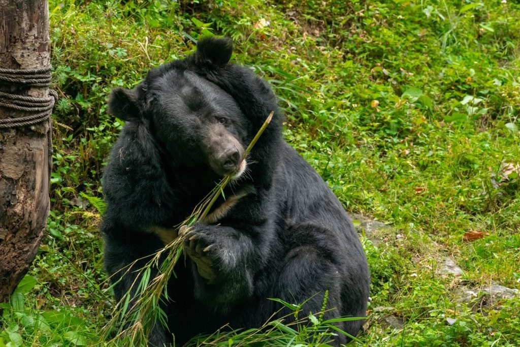 Close-up of an Asiatic black bear eating bamboo in Darjeeling, India forest habitat.