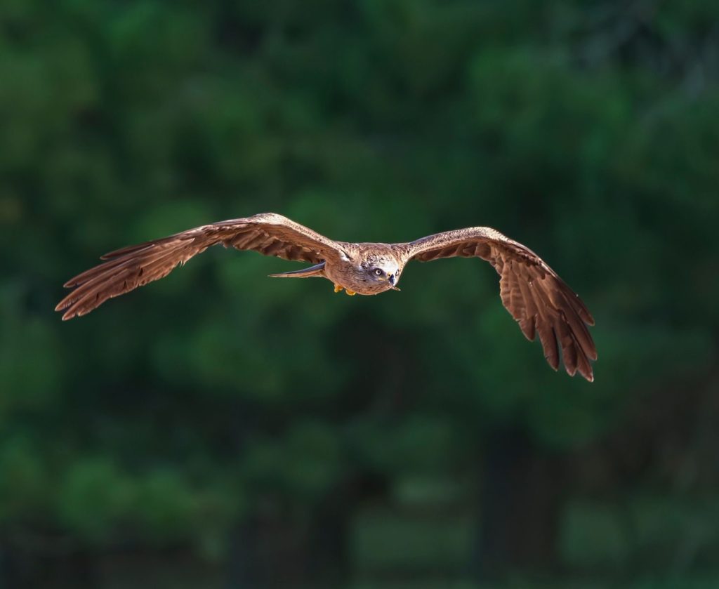 A bird of prey flying gracefully against a lush green forest backdrop.