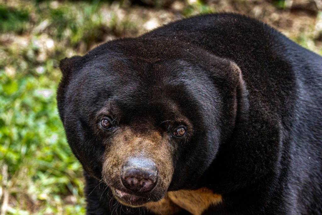 A detailed close-up of a sun bear in its natural habitat, showcasing unique facial features.