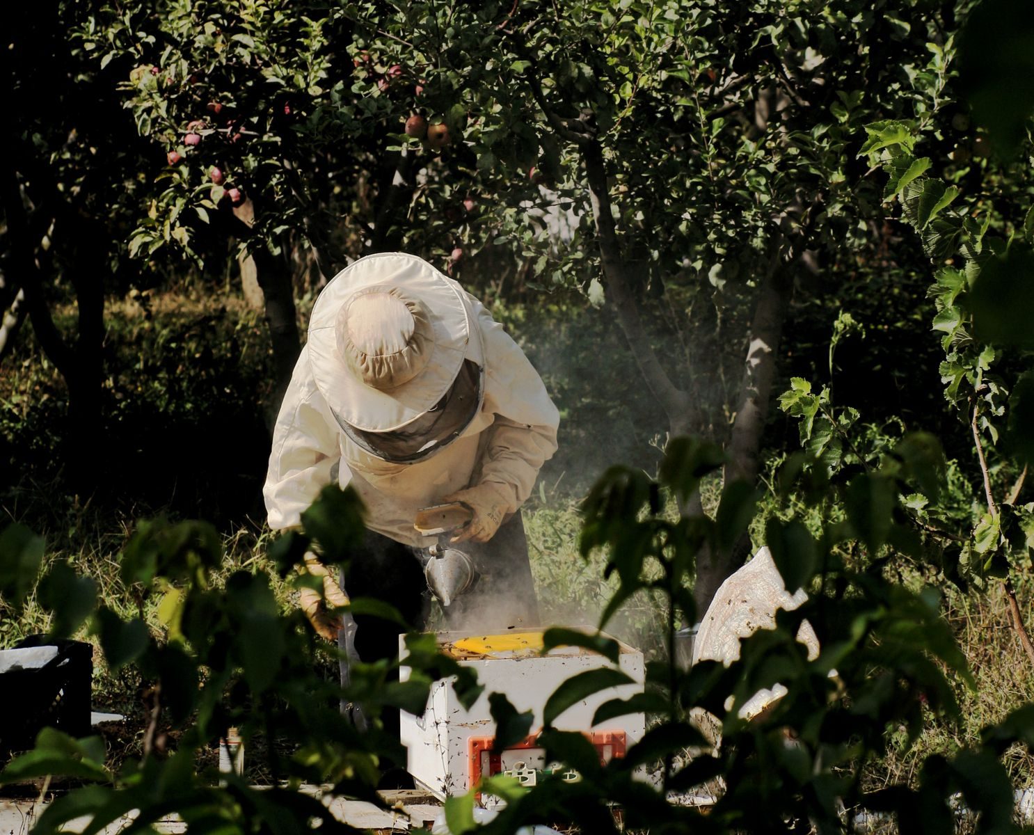 A beekeeper in a protective suit attends to beehives amidst an orchard.