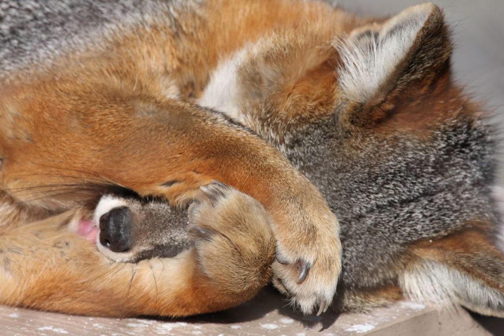Close-up of a gray fox resting, covering its face with a paw in Santa Barbara.