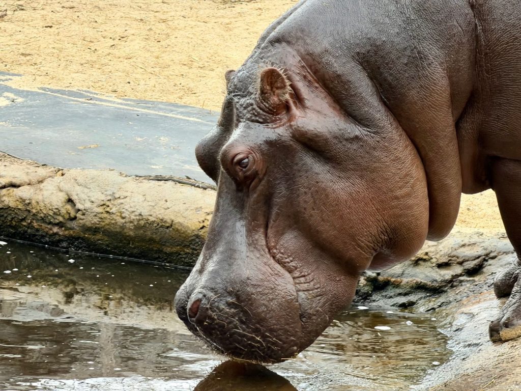 A detailed portrait of a hippopotamus at Werribee Open Range Zoo, Australia.