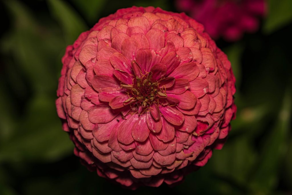 Detailed view of a stunning pink zinnia, showcasing its vibrant petals and intricate structure.