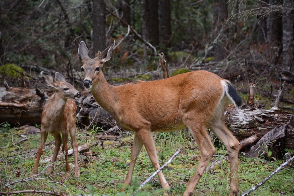 A mule deer and fawn standing in a lush Washington forest clearing.