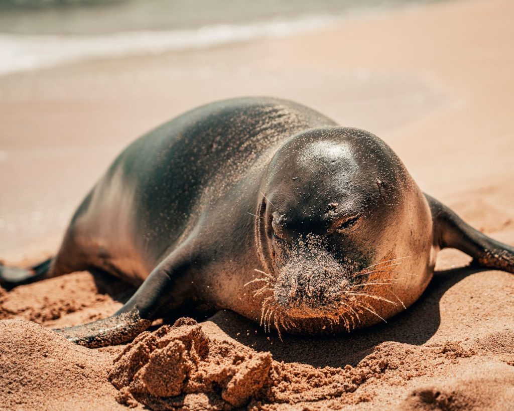 A Hawaiian monk seal relaxing on a sunlit sandy beach, showcasing its natural habitat.