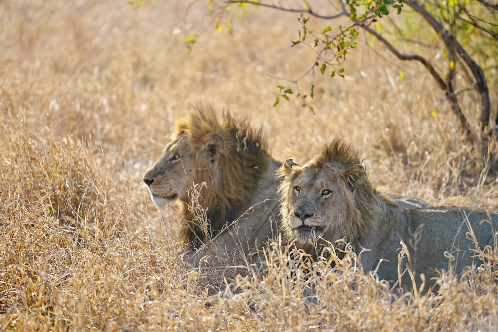 Two male lions lying in dry savannah grass, capturing the essence of African wildlife.