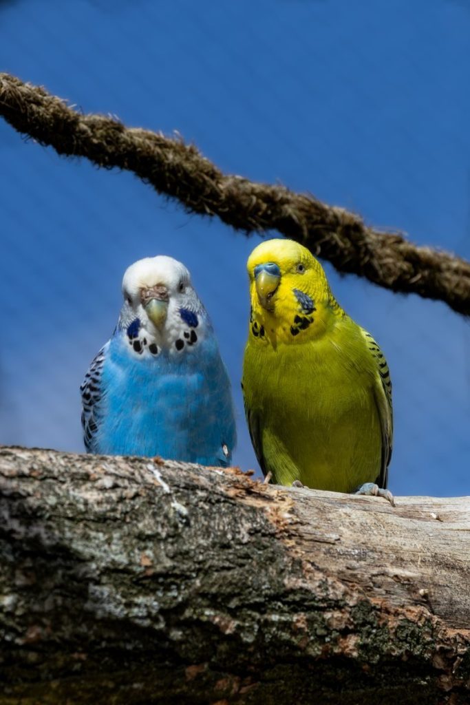 Two vibrant budgerigars, blue and yellow, perched on a branch against a clear sky.