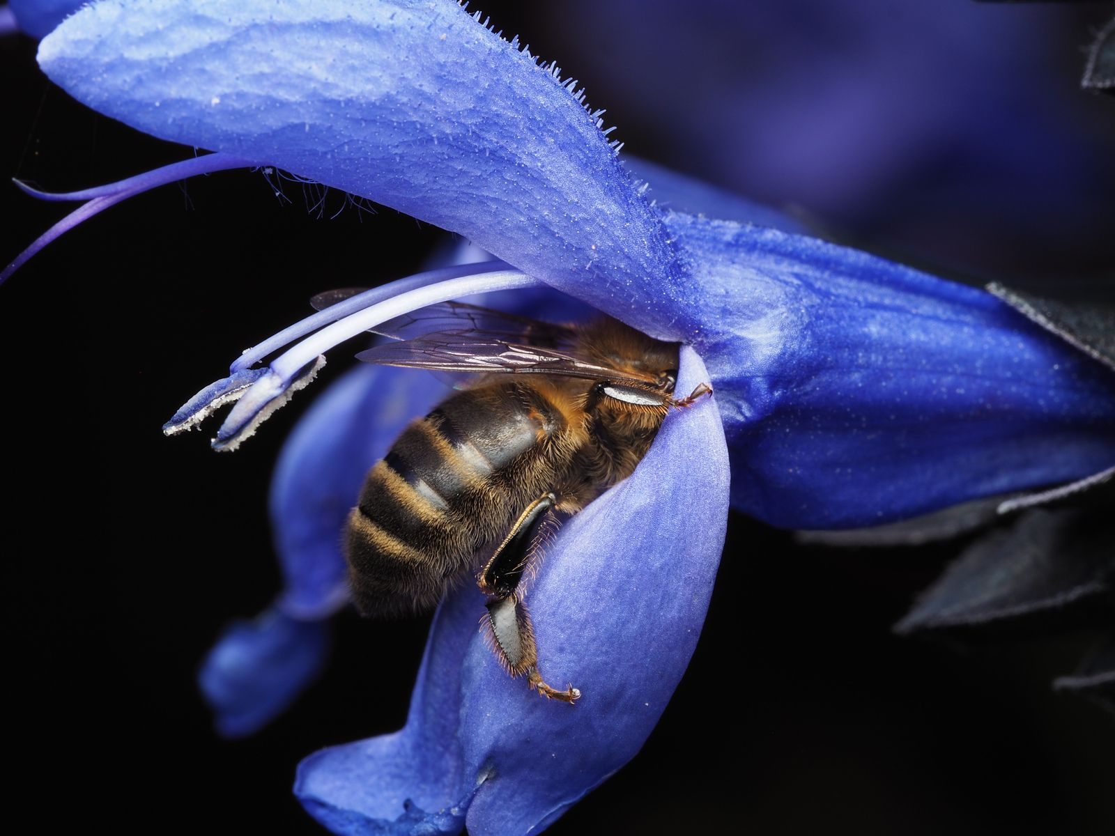Close-up of a honey bee gathering nectar from a vibrant blue flower, showcasing natural beauty and pollination.